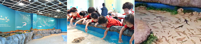 왼쪽사진부터 터치풀 전경, 가운데 사진은 여러명의 어린이들이 물속 물고기들을 만질수 있는 터치풀 체험을 하고 있는 모습, 오른쪽 사진은 터치풀속 물고기들을 찍은 사진 