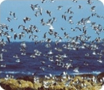 갈매기떼들이 바다위를 날고 있는 모습