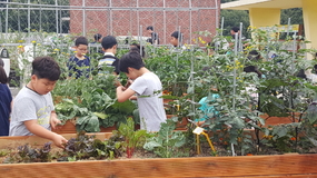 도심 초등학교 옥상 텃밭 원예활동 프로그램 운영