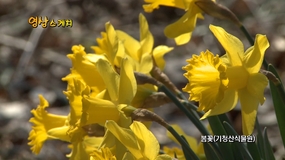 봄꽃（기청산식물원）