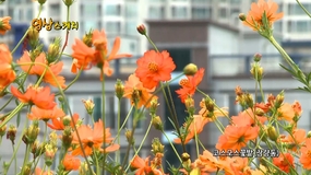 코스모스꽃밭（장량동）