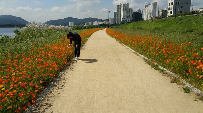 지난해 조성한 꽃길