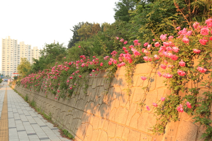 두산위브 앞 옹벽의 장미